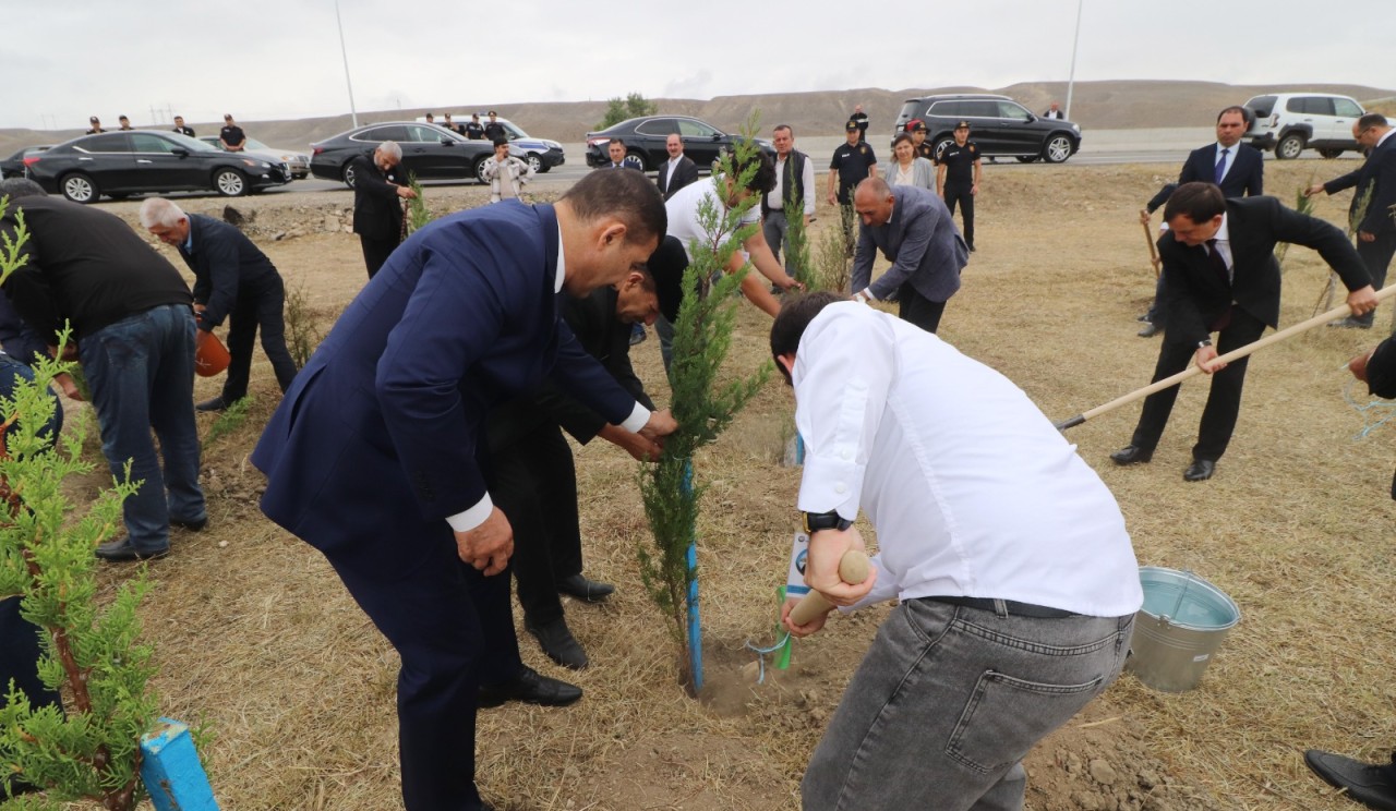 Qazaxda ağacəkmə aksiyası keçirildi - FOTOLAR
